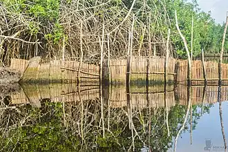 Destruction des palétuviers par les xhas.