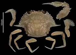 Xiphonectes arabicus.