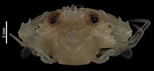 Xiphonectes paralatibrachium.