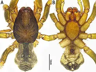 Description de l'image Xizangiana plankton sp. nov., female.jpg.
