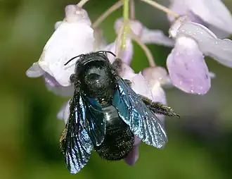 Xylocope panard(Xylocopa valga)