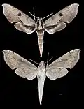Xylophanes obscurus