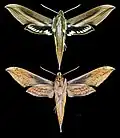 Xylophanes schreiteri