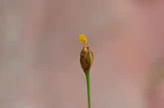 Description de l'image Xyris brevifolia (Shortleaf Yellow eyed Grass).jpg.
