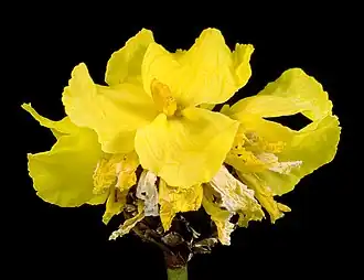 Description de l'image Xyris lacera - Flickr - Kevin Thiele.jpg.