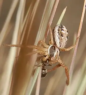 Description de l'image Xysticus ninnii m 080607.jpg.