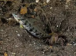 Vanderhorstia ornatissima