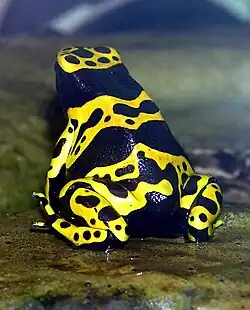 Dendrobates leucomelas (Dendrobatidae)