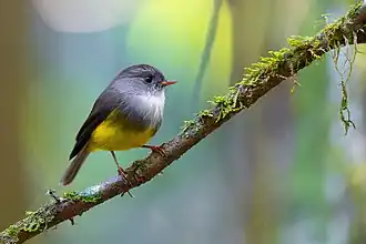 Description de l'image Yellow-bellied Flyrobin 0A2A7419.jpg.