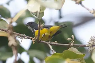 Description de cette image, également commentée ci-après