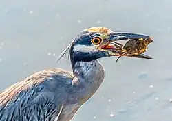 Photo d'un bihoreau violacé avec un crabe dans son bec