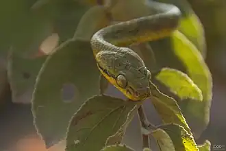 Description de l'image Yellow bellied green cat snake 2.jpg.