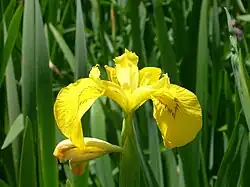 Iris jaune (Iris pseudacorus) dans les fossés humides.