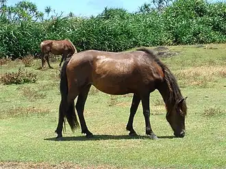 Chevaux à l'état semi-sauvage sur l'île de Yonaguni