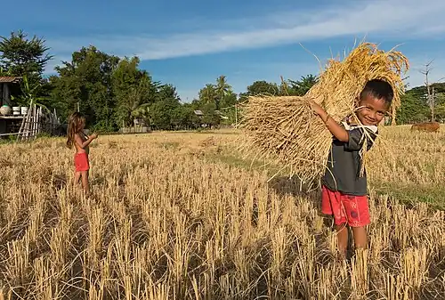 Jeune garçon souriant aidant sa famille en portant une grosse gerbe de riz pendant la récolte dans la campagne sur l'île de Don Xang, Si Phan Don.