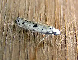 Description de l'image Yponomeuta plumbella.jpg.