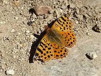 Description de cette image, également commentée ci-après