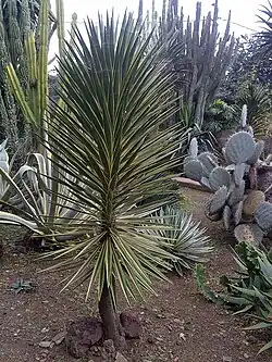 Y. aloifolia Variegata à Madère