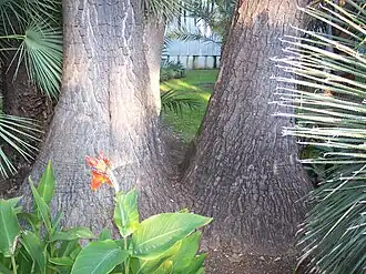 Gros plan sur la base de deux troncs jumeaux à écorce grise, élargis à la base.