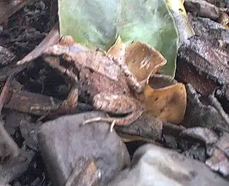 Description de l'image Yunganastes bisignatus.jpg.