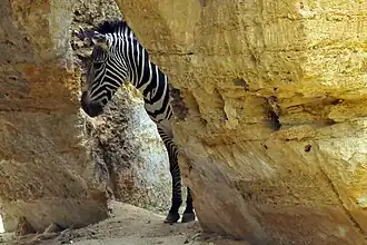 Zèbre dans le camp des Girafes.