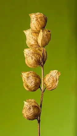 Autres capsules de graines d'un même.