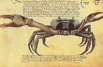 Caranguejo (crabe)