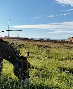 Zaida nature printemps près de la militaire 2014