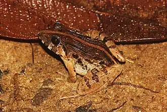 Description de l'image Zakerana kirtisinghei.JPG.