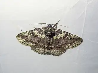 Description de cette image, également commentée ci-après