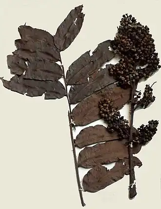 Zanthoxylum gilletii, plante-hôte