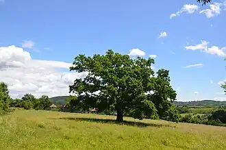 Đurđevo (Rača)