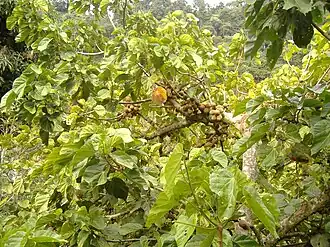 Description de l'image Zapote andes allmhurach.jpg.