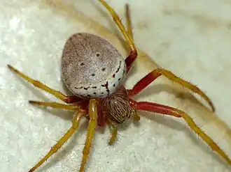 Description de l'image Zealaranea prina 13705915.jpg.