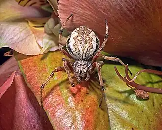 Description de l'image Zealaranea sp-Orbweb Spider (NZAC06002626).jpg.