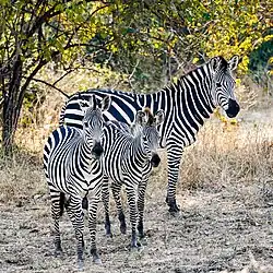Famille Equus quagga en Zambie.