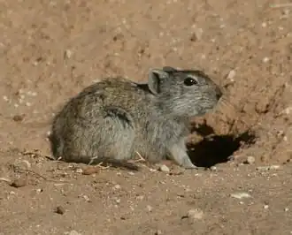 Description de l'image Zelotomys woosnami (cropped)2.jpg.