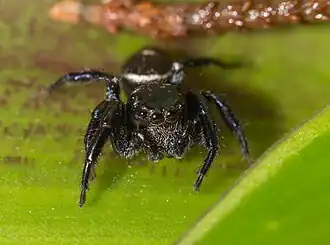 Description de l'image Zenodorus orbiculatus (14332377839).jpg.