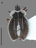 Cantacaderinae: Zetekella henryi, Équateur.