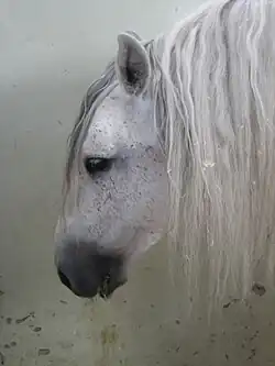 Tête d'un cheval gris à la très longue crinière; penché en avant il mange du foin dans son boxe aux murs blancs.