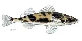 Description de l'image Zingel zingel Magyar bucó.jpg.