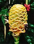 Zingiber spectabile   cultivar Beehive.