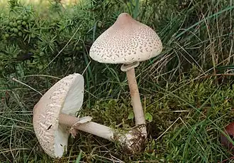 La lépiote mamelonnée (Macrolepiota mastoidea)