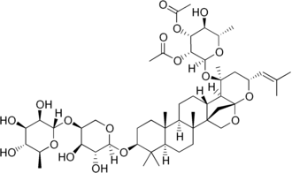 Image illustrative de l’article Ziziphine