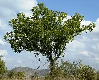 Description de l'image Ziziphus mucronata, habitus, Phalandingwe.jpg.