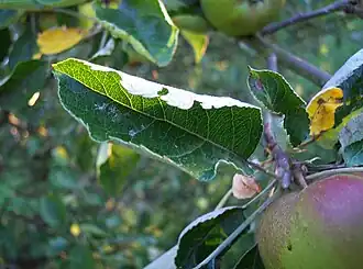 Description de l'image Zkroucené listy na jabloni 3.JPG.