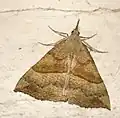 Hypena proboscidalis(Hypeninae)