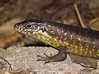 Description de l'image Zonosaurus brygooi.jpg.