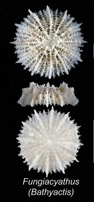 Fungiacyathus variegatus (Fungiacyathidae).