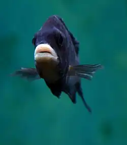 Placidochromis phenochilus "Mdoka" au zoo de Cologne (Zoo Köln).